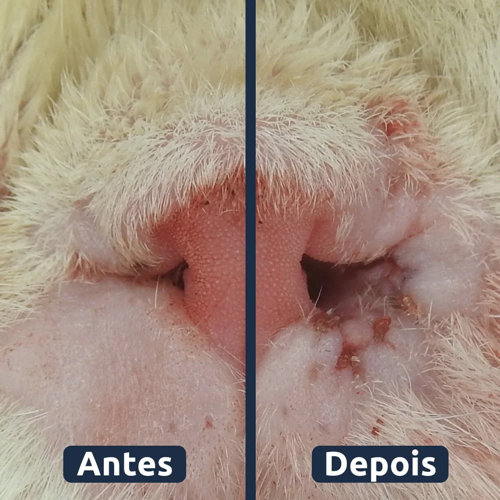 procedimento de rinoplastia em gato