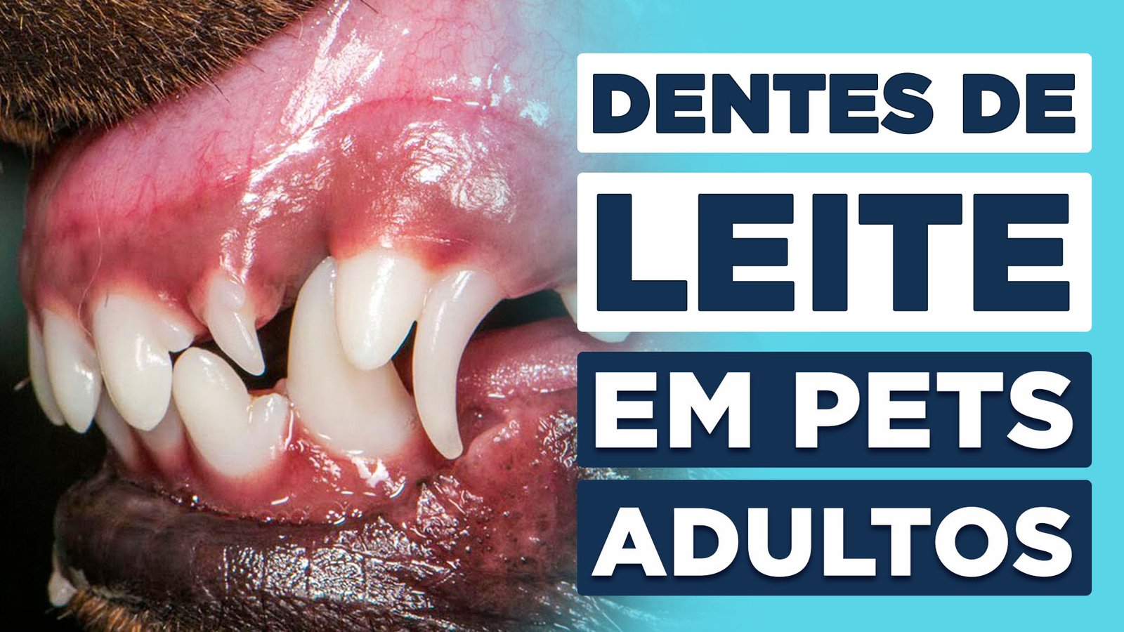 A Persistência dos Dentes de Leite em Animais - Vet.Face