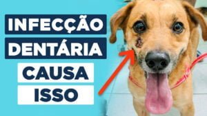 fistula dentaria em pets