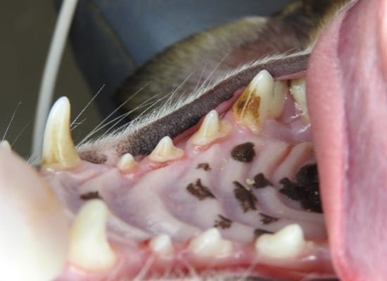 Fotografia intraoral dos dentes pré-molares maxilares esquerdos de um cão