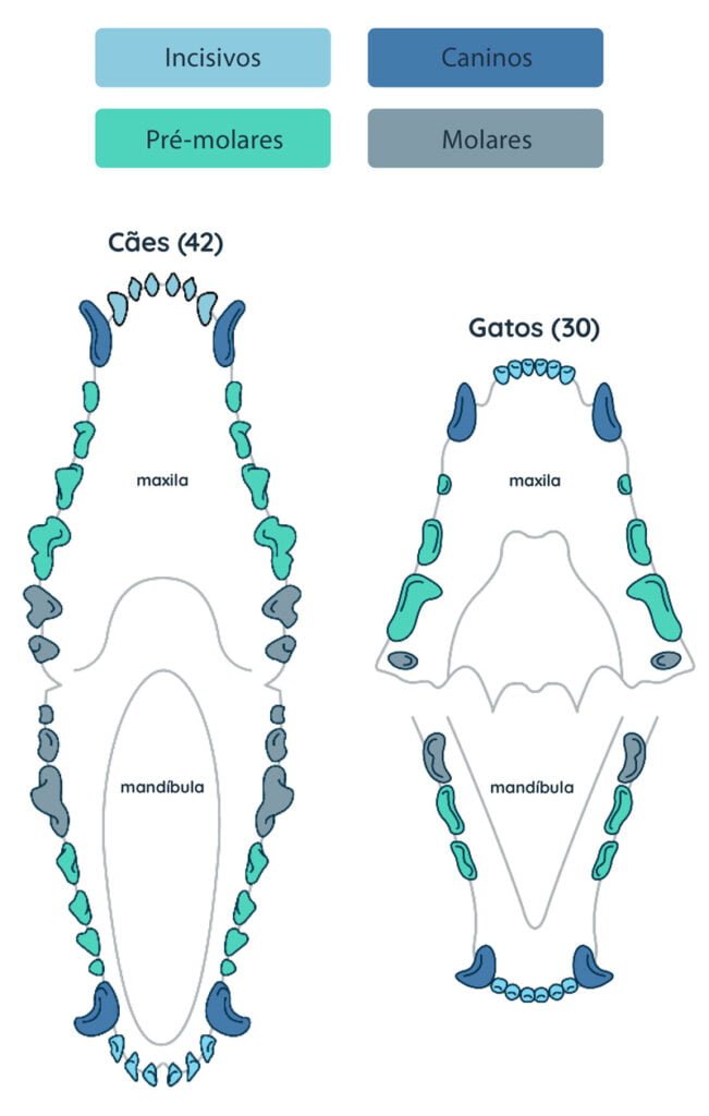 arcada dentaria de cães e gatos