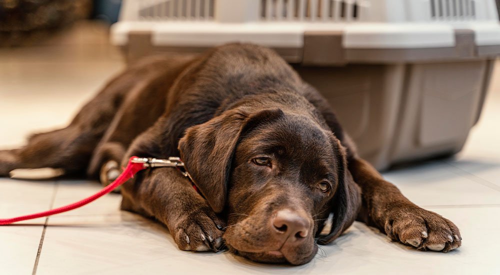 sintomas de abscessos dentários em pets 