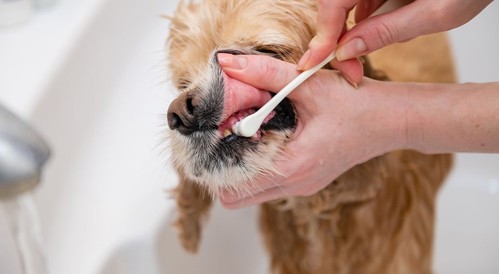 escovação dentaria em pets para prevenir abscessos dentarios