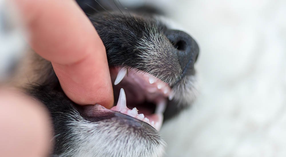 transição dental em filhote