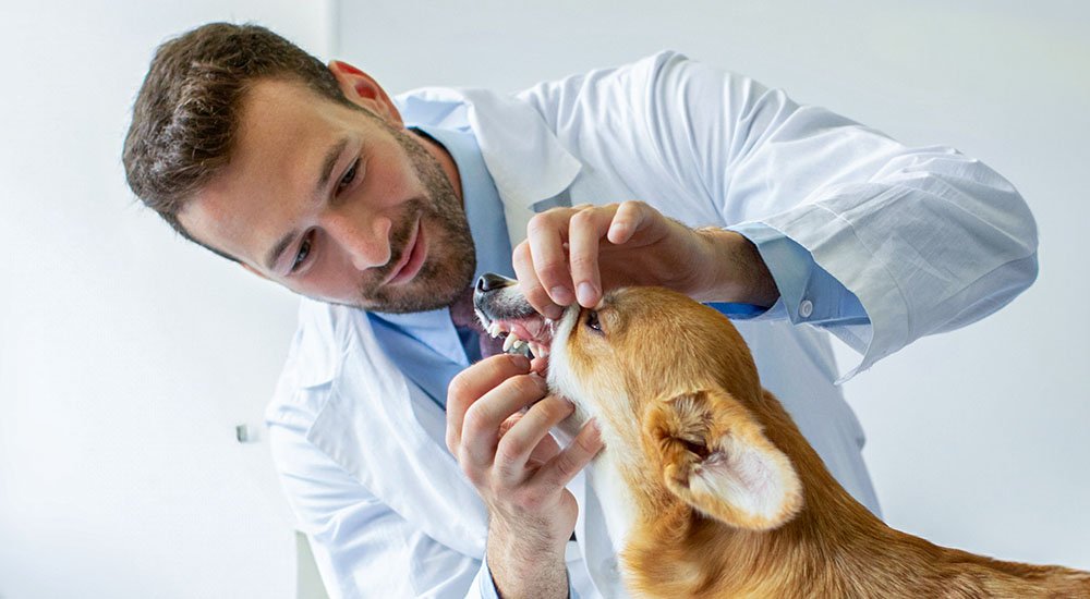 visitas regulares ao veterinario dentista para prevenir abscessos