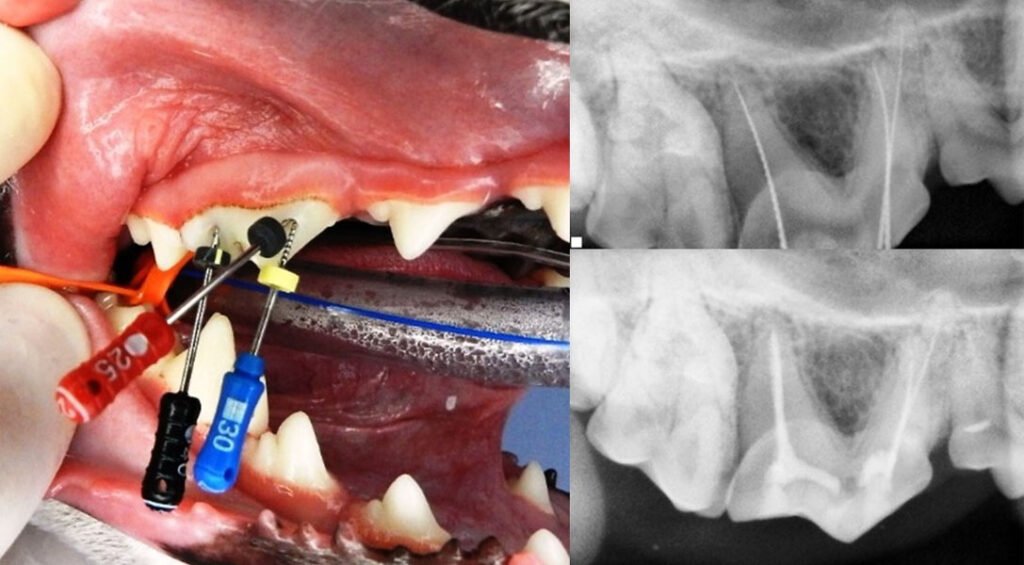 Tratamento endodôntico em pets