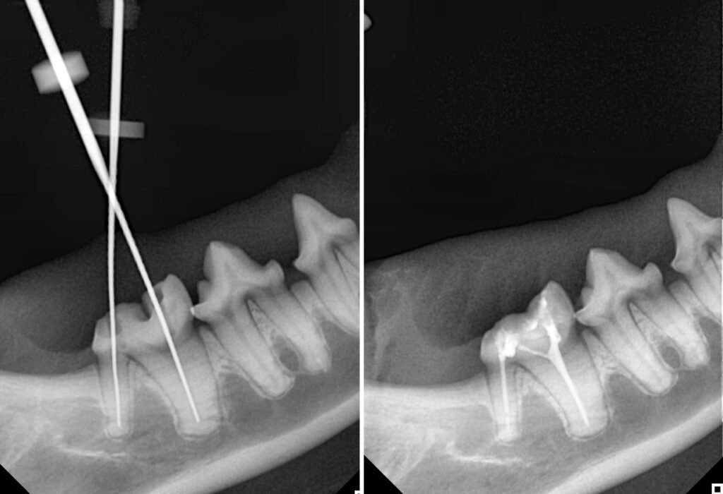 Tratamento endodôntico em pets