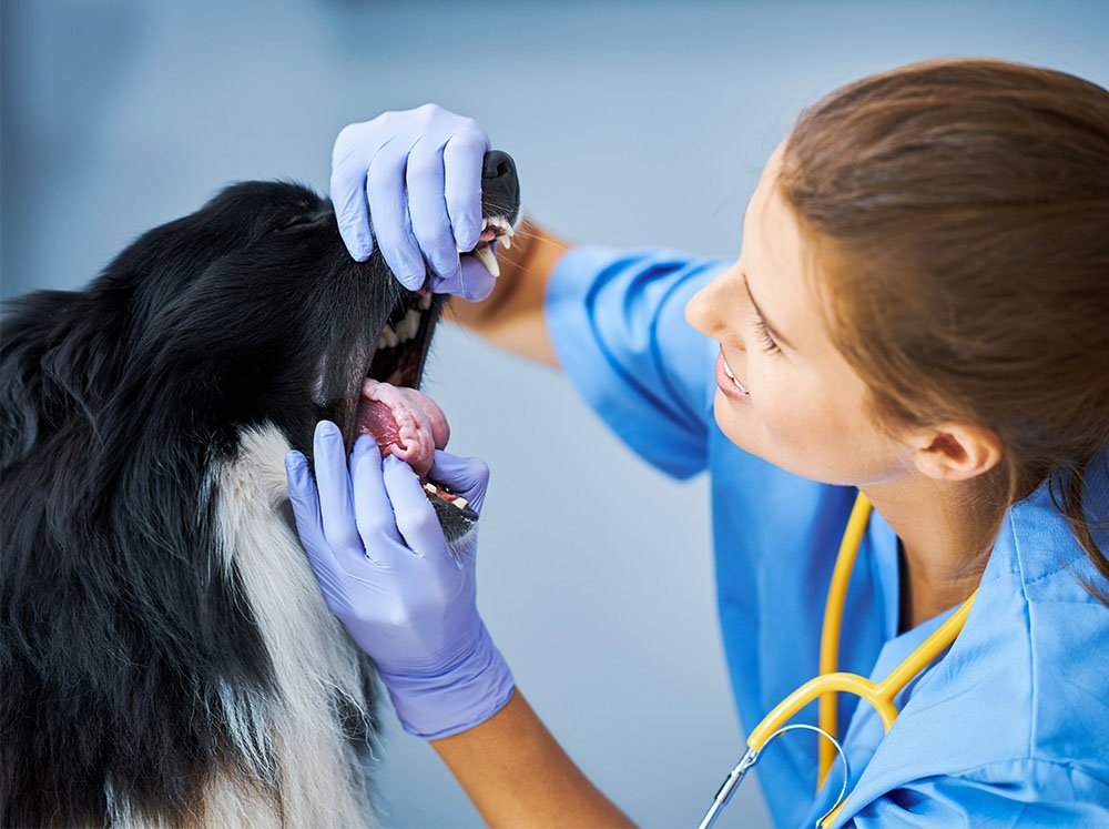 Veterinária examinando a boca de um cão