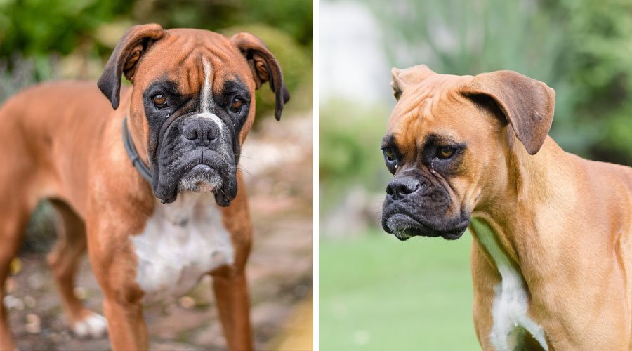 Duas imagens de Boxer, raça do grupo dos cães braquicefálicos