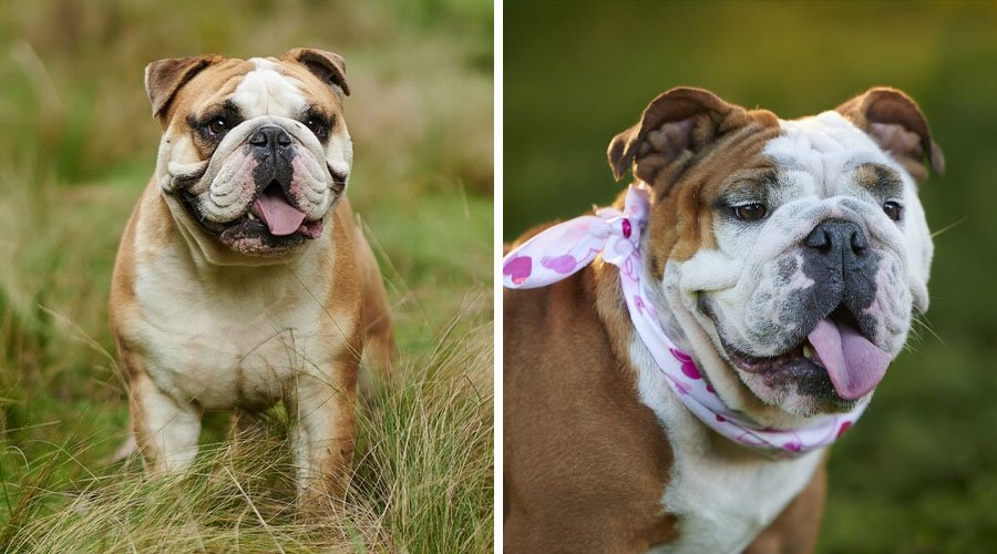 Duas imagens de Buldogue Inglês, raça do grupo dos cães braquicefálicos