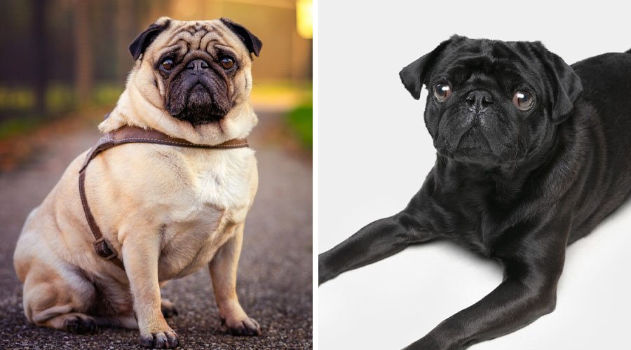 Duas imagens de Pug, raça do grupo dos cães braquicefálicos