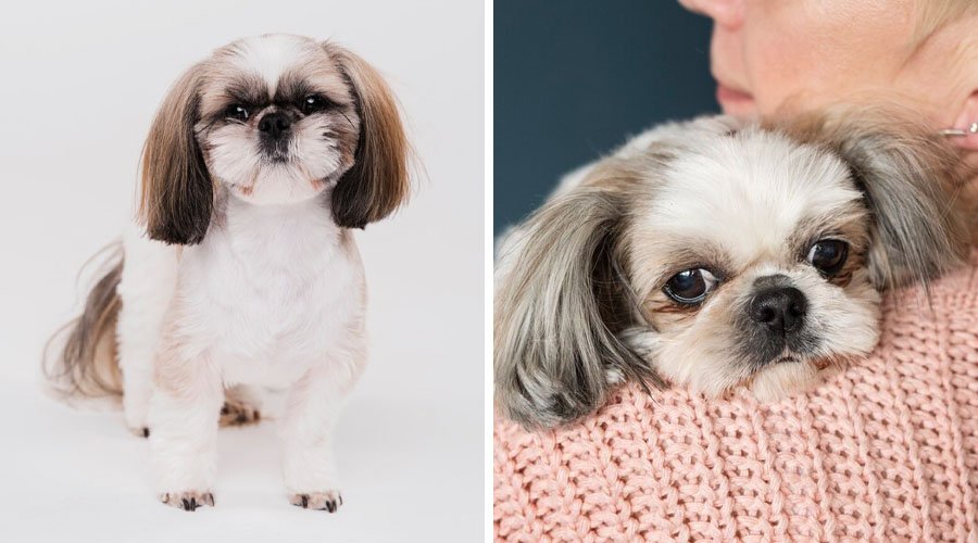 Duas imagens de Shih Tzu